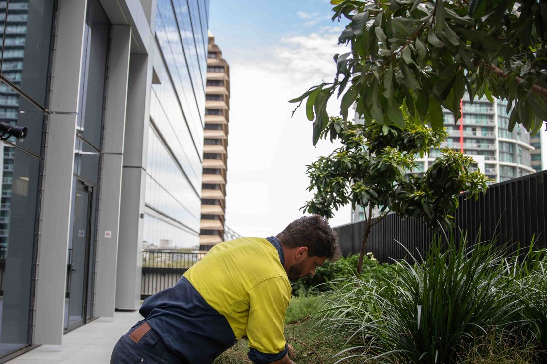 Midtown Centre — close-up of Grolife crew member tending planter bed